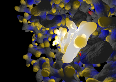 Enzyme and substrate (endoglucanase)