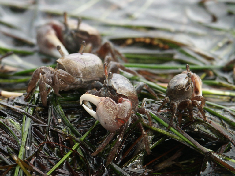 Fiddler crabs (Florida) Scivit english version