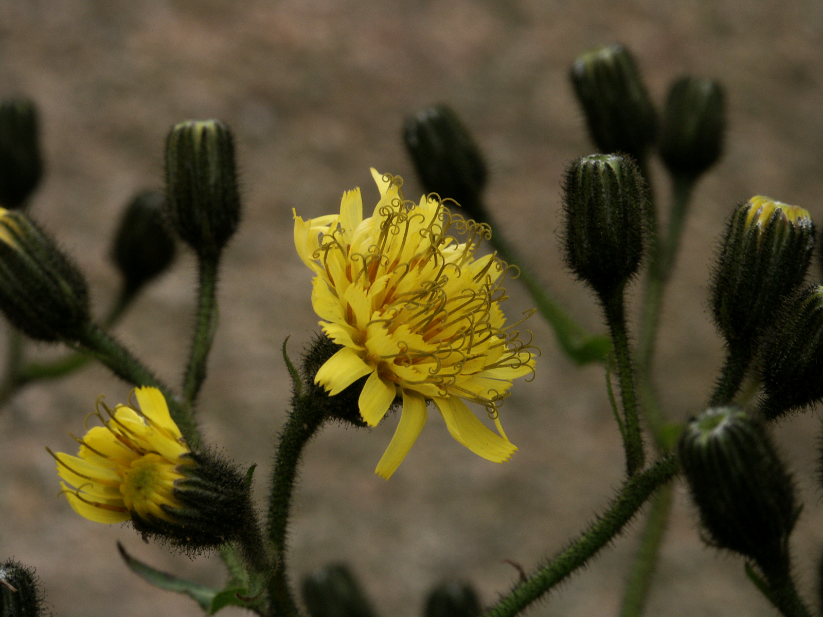 Hieracium sp. Scivit english version