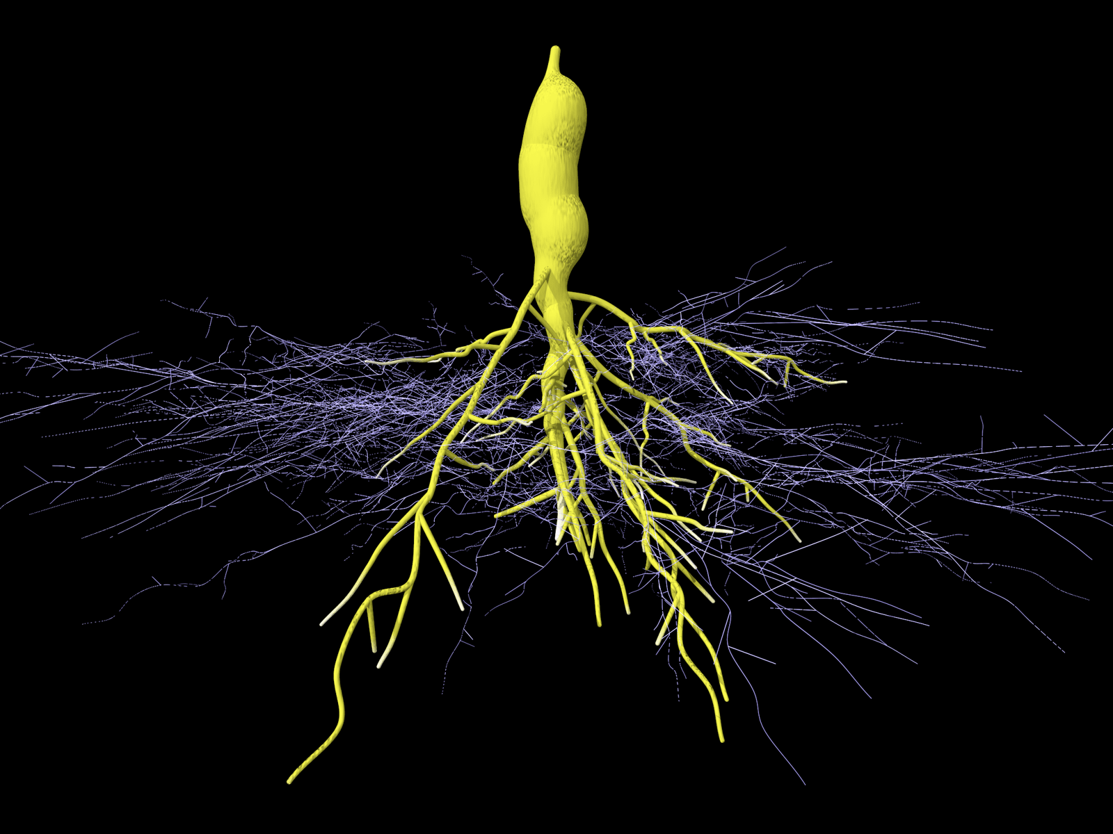 Mycorrhizal root tuber