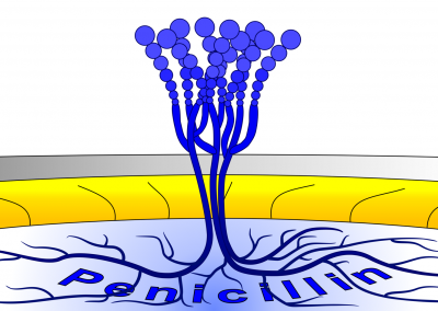 Penicillium