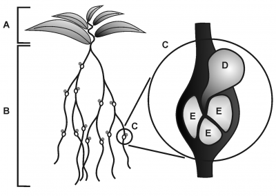 Figure to Plant Cell Monogr (2008)