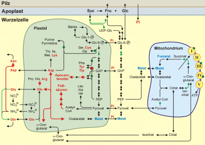 Figure to Plant Physiol (139, 329-340)