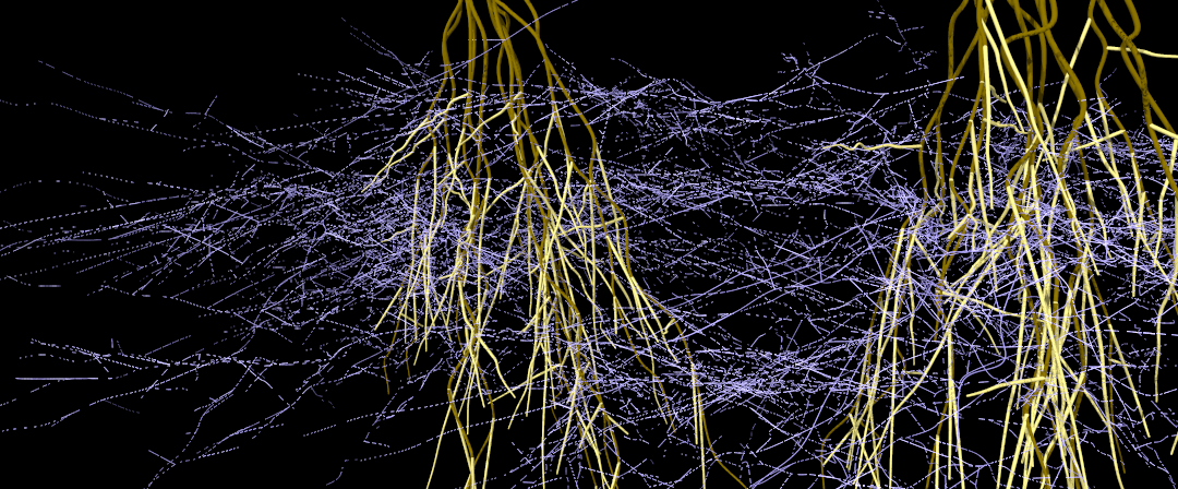 The winner takes it all – ecological consequences of belowground networks