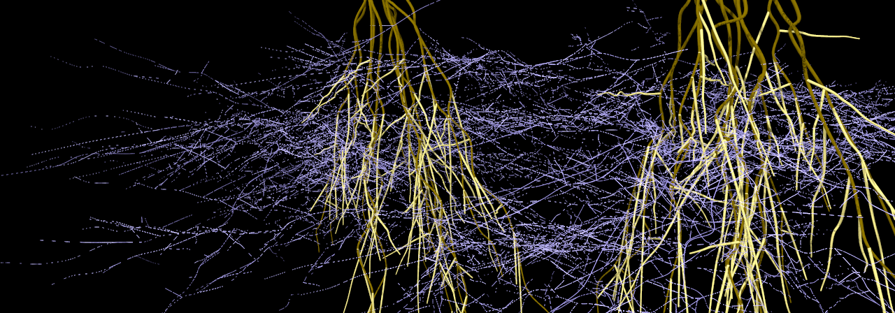 Belowground fungal networks