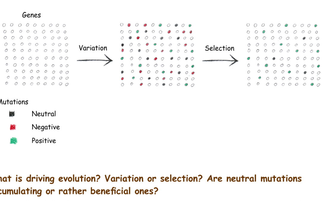 The course of evolution