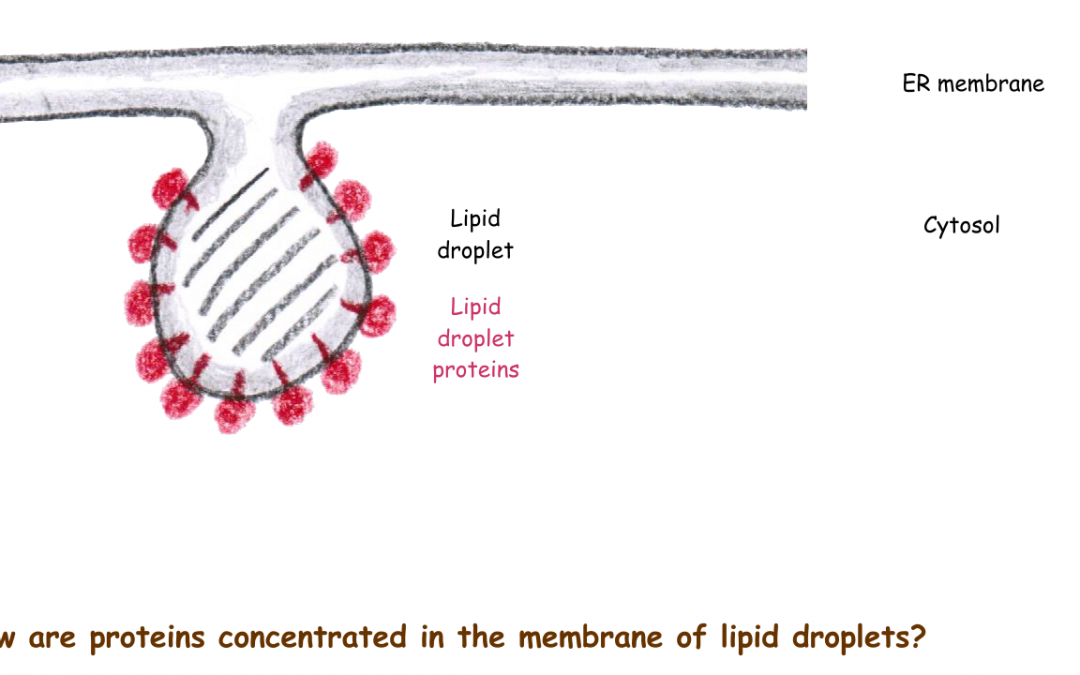 ER-protein-sorting to lipid droplets