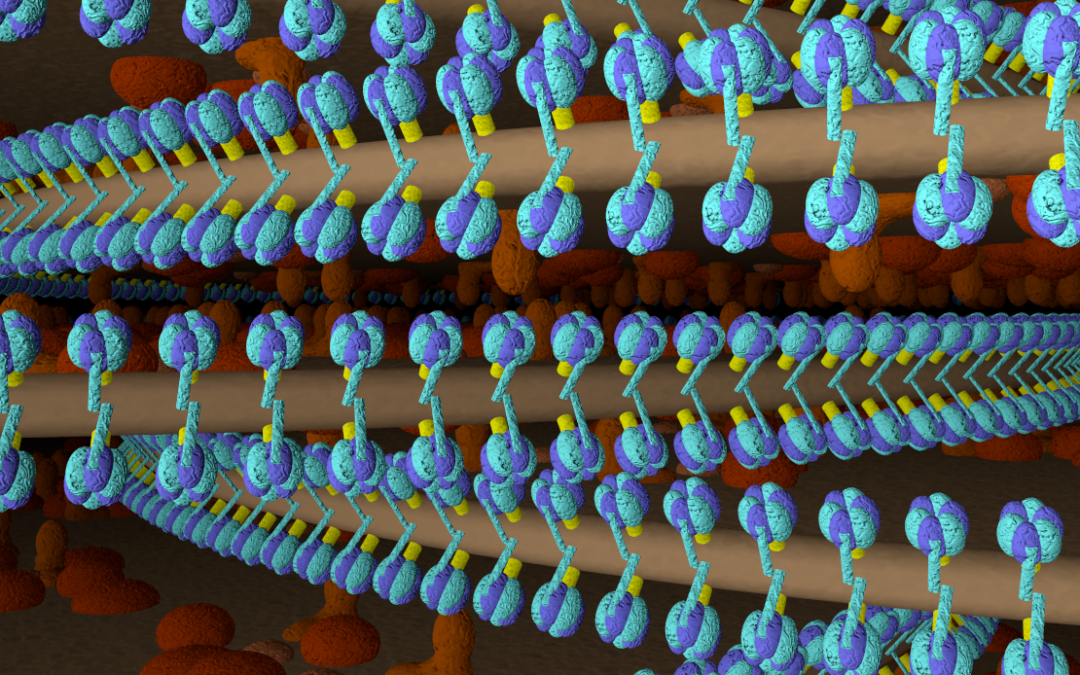 ATPase Dimers