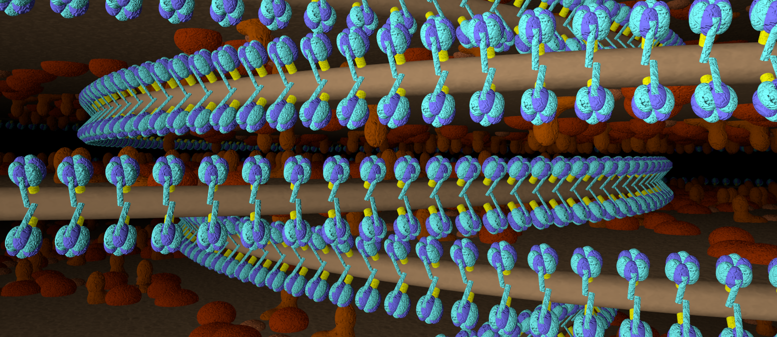 Mitochondrial cristae and ATPase