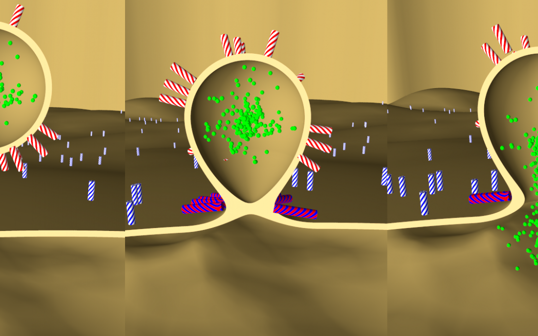 Regulation of exocytosis by protein kinase C