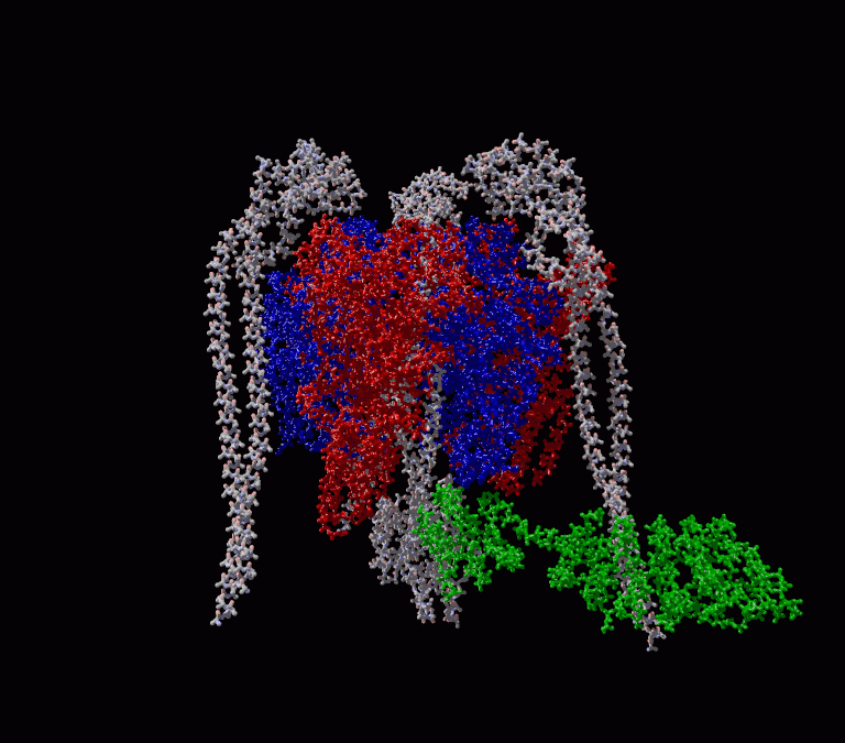 Crystal structure of a V-Type ATPase