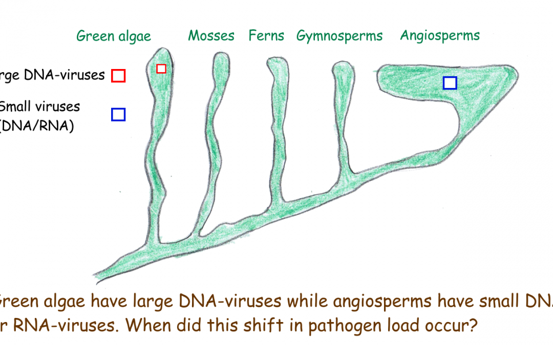 Higher Plants have Better Viruses