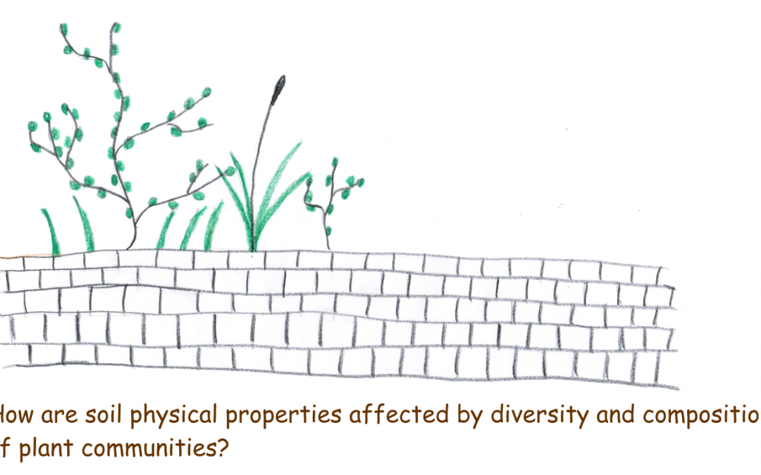Plant diversity and soil aggregates