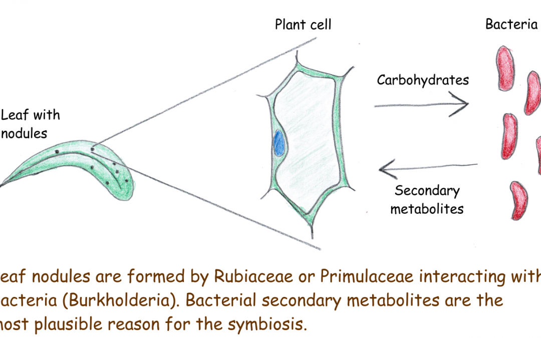 Genomes from leaf nodule symbionts