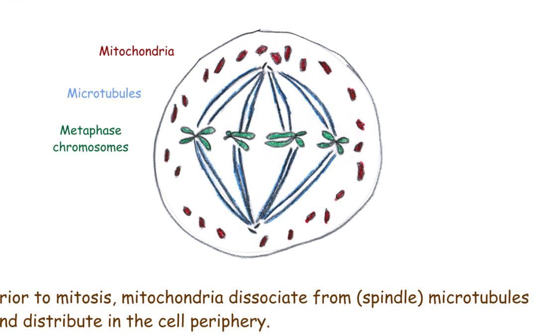 Mitochondrial distribution during mitosis