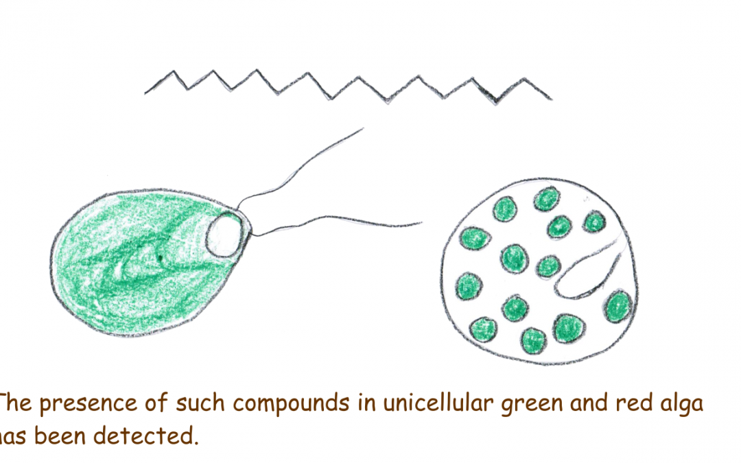 Hydrocarbons from Microalgae