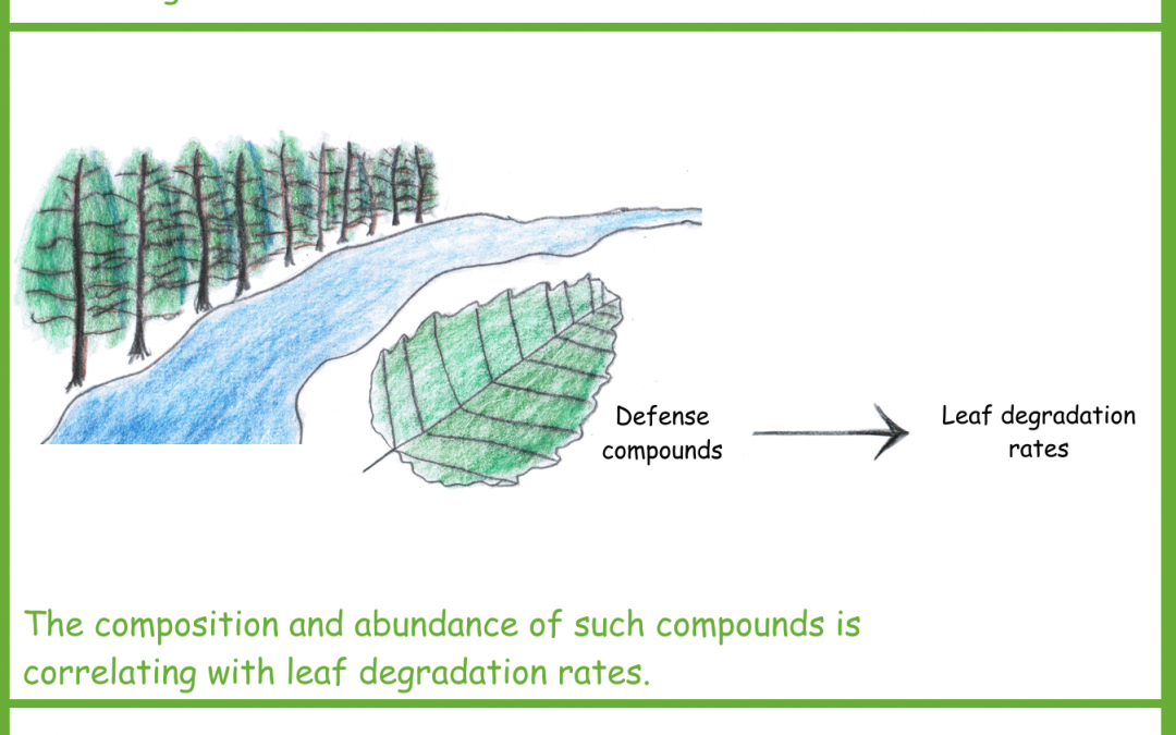 To which extent are leaf defense compounds driving leaf decomposing organisms?