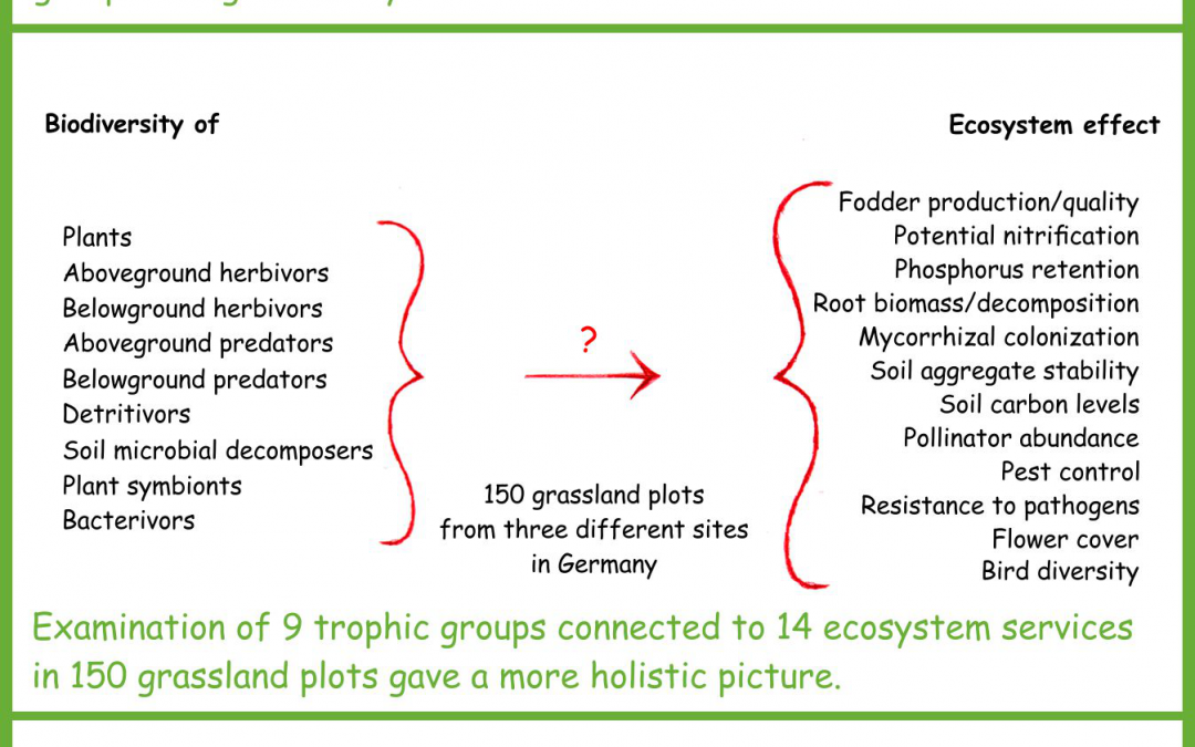 Towards a holistic view of biodiversity