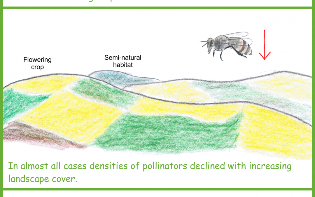 Fields with flowering crops are absorbing pollinators