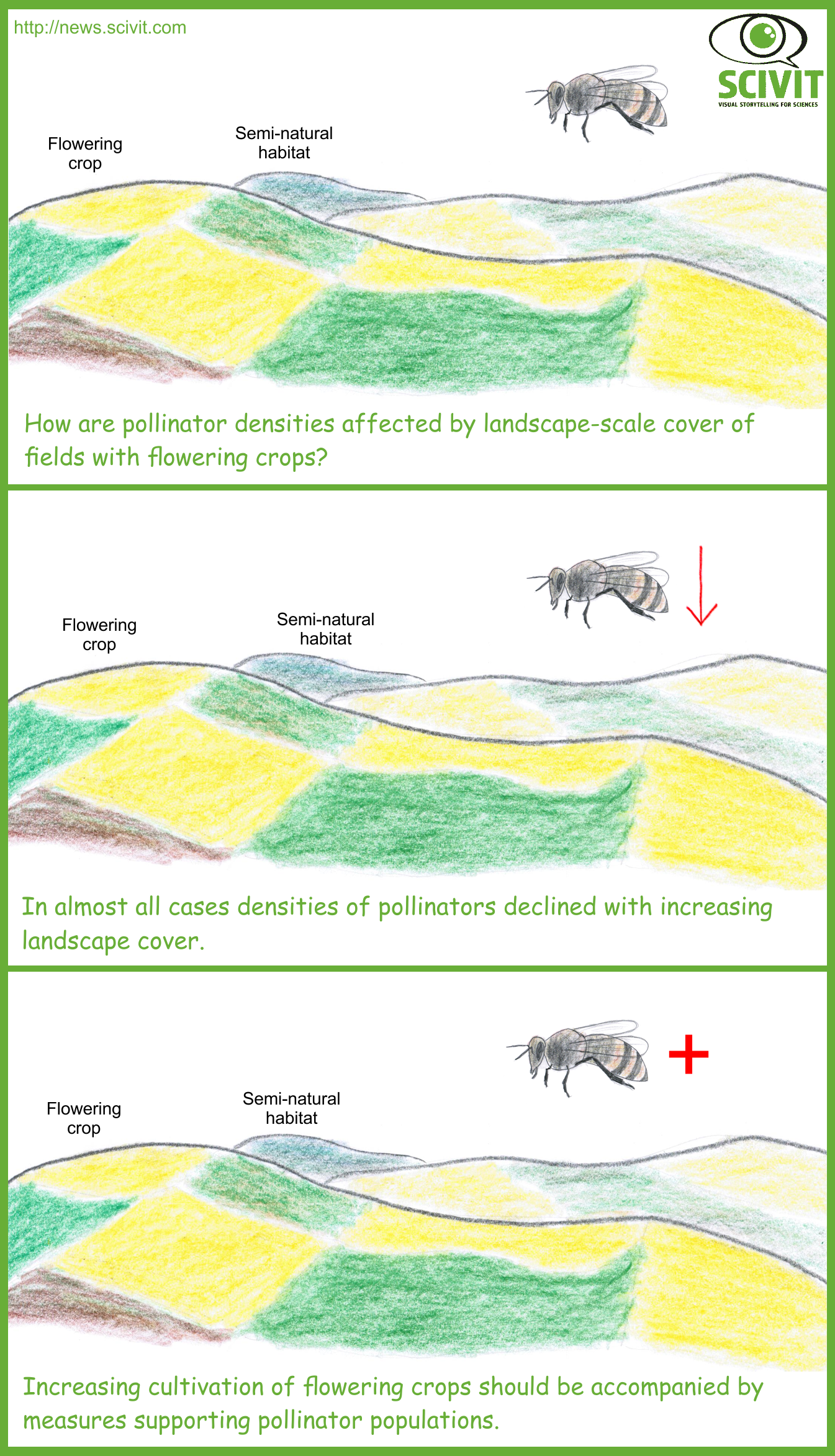 Fields with flowering crops are absorbing pollinators - Scivit News