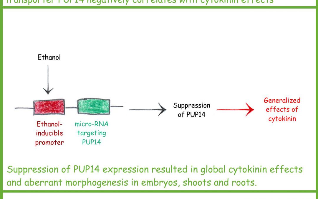 Regulation of cytokinin signalling