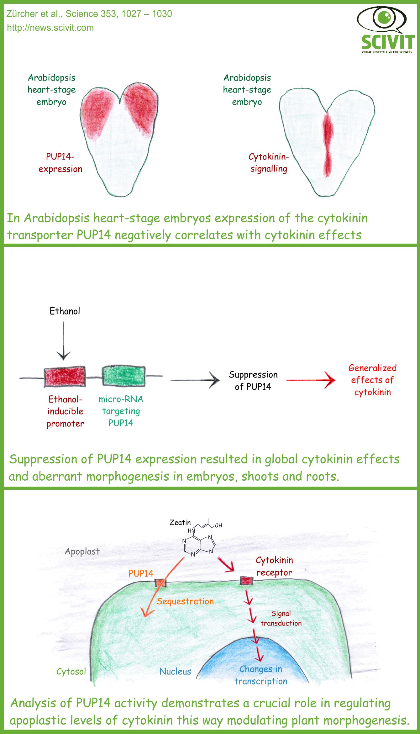  Regulation of cytokinin signalling