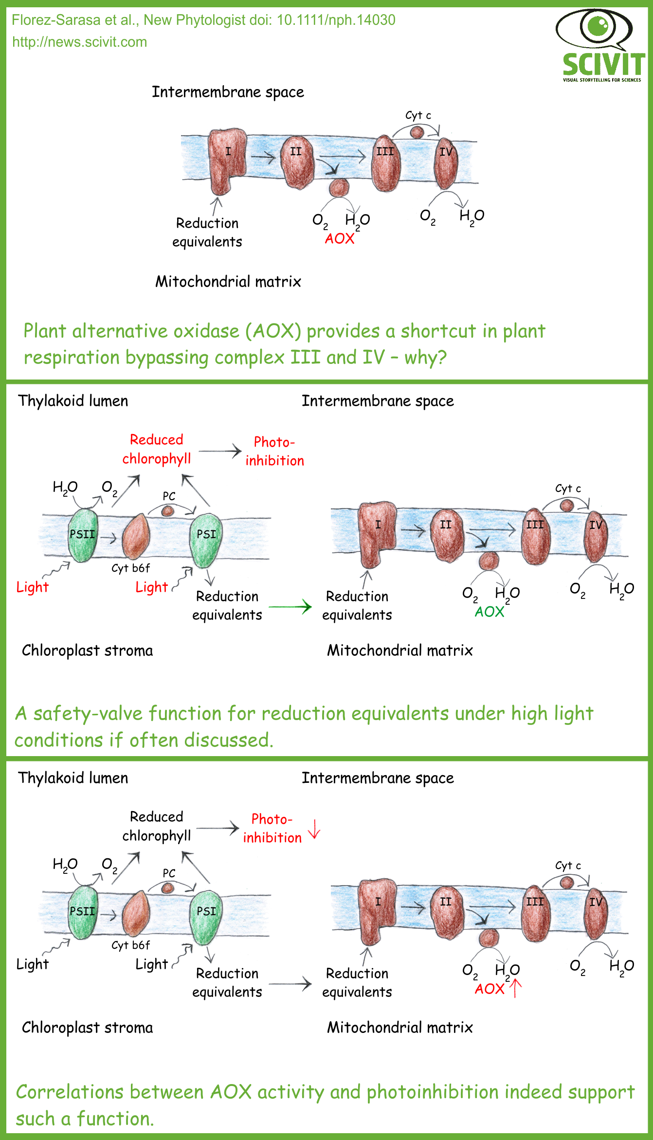 Why do plants need a respiratory bypass? - Scivit News