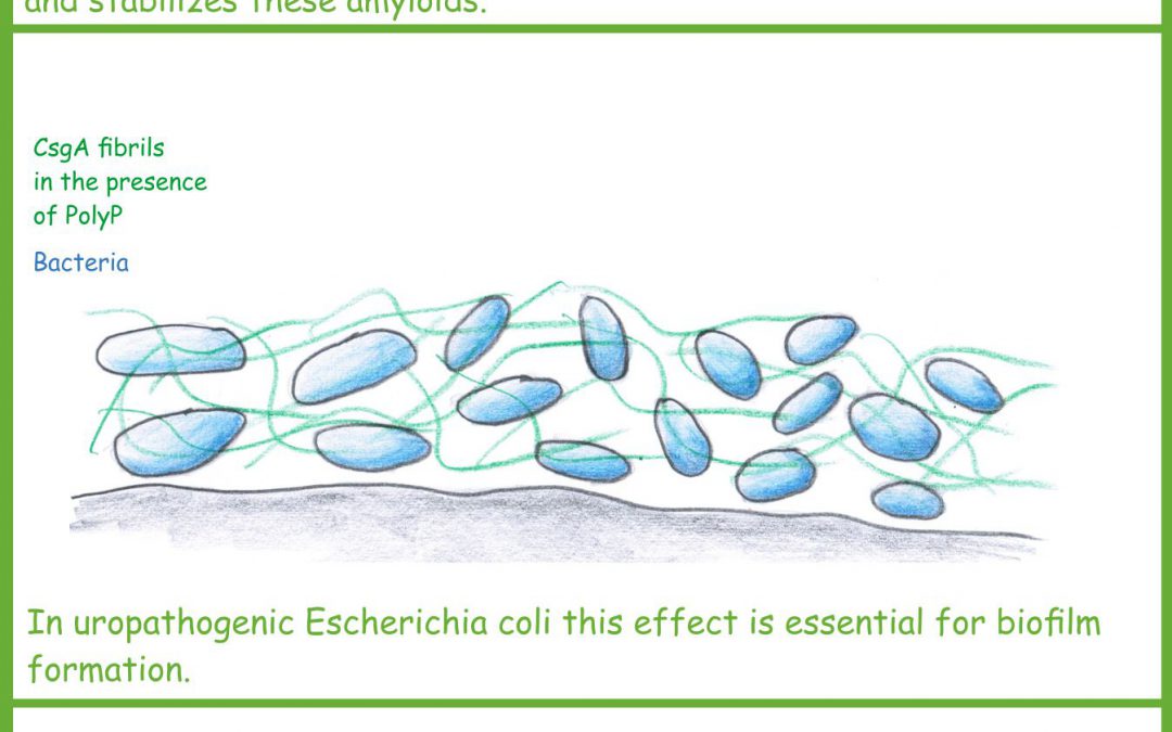 Polyphosphate initiates and stabilizes the formation of protein aggregates