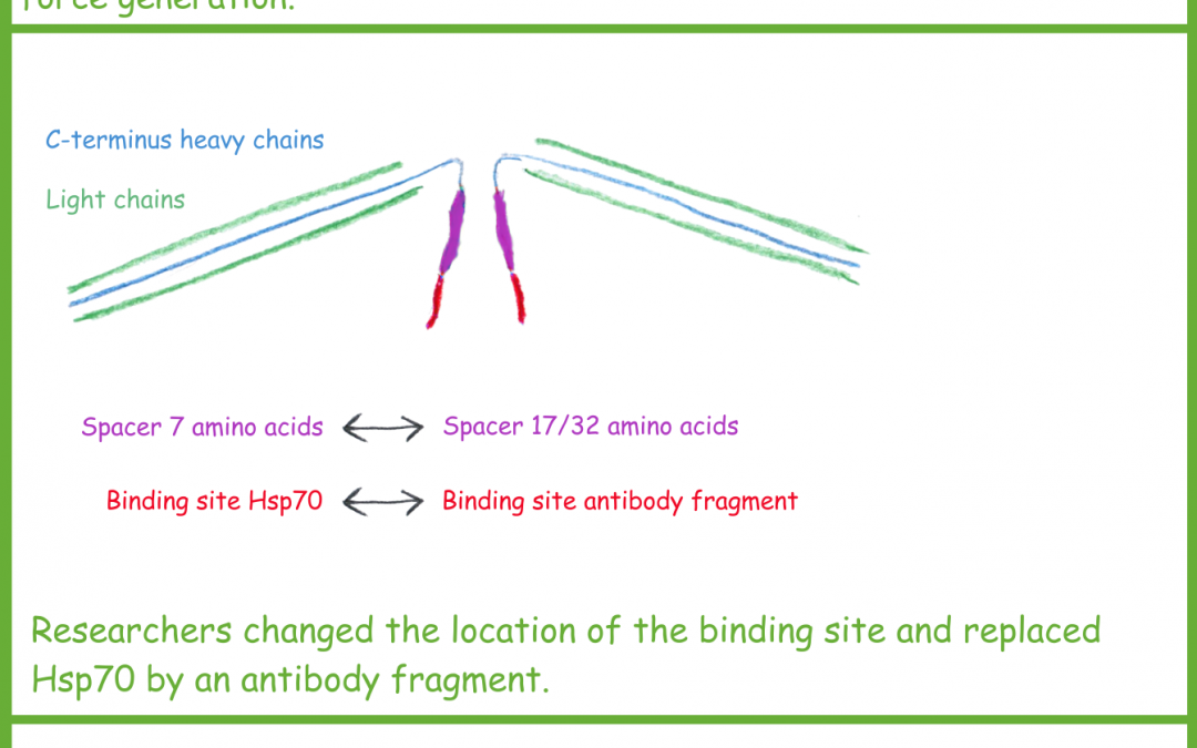 How is Hsp70 unfolding proteins?