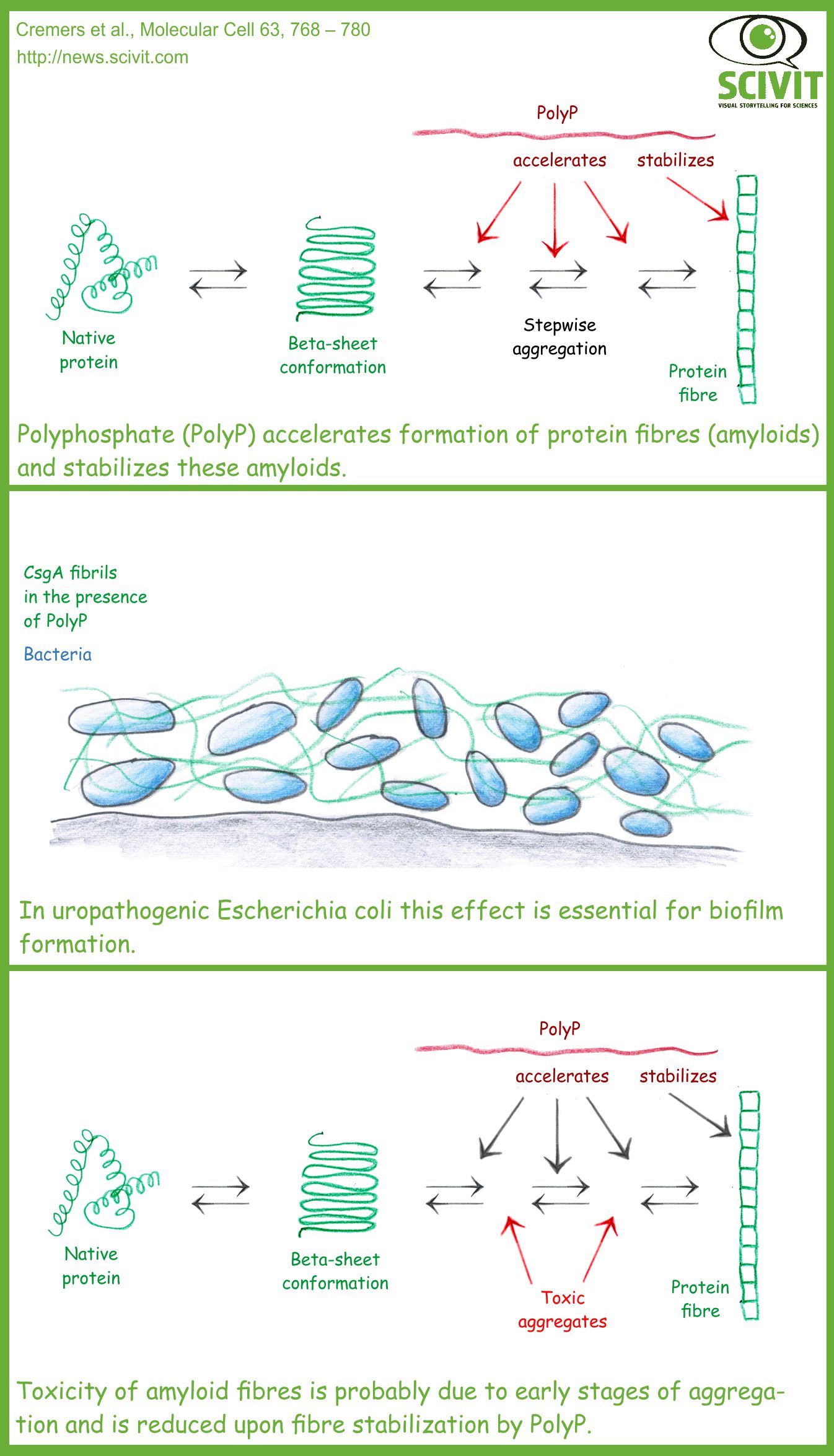 Polyphosphate initiates and stabilizes the formation of protein aggregates