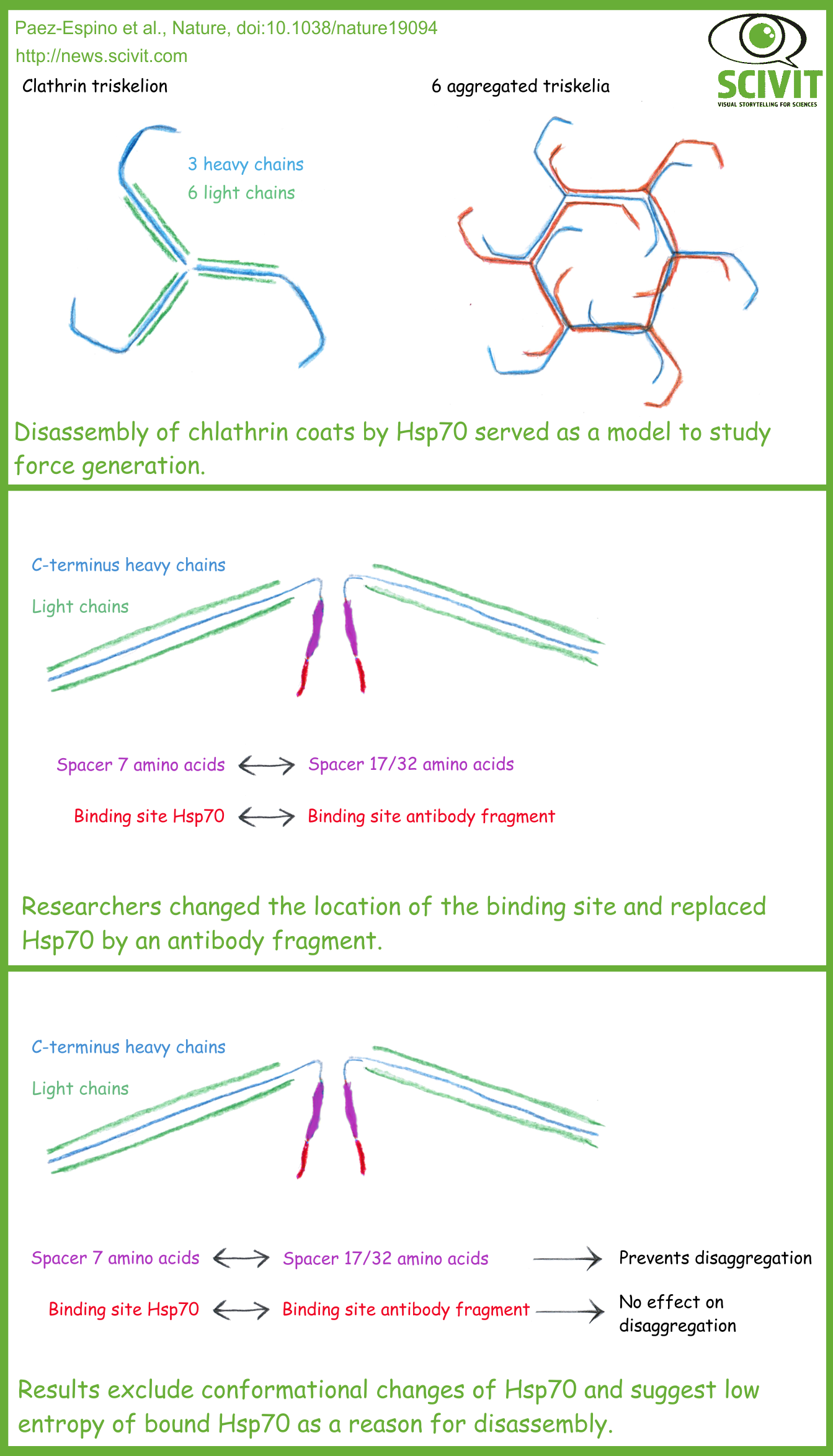 How is Hsp70 unfolding proteins? - Scivit News