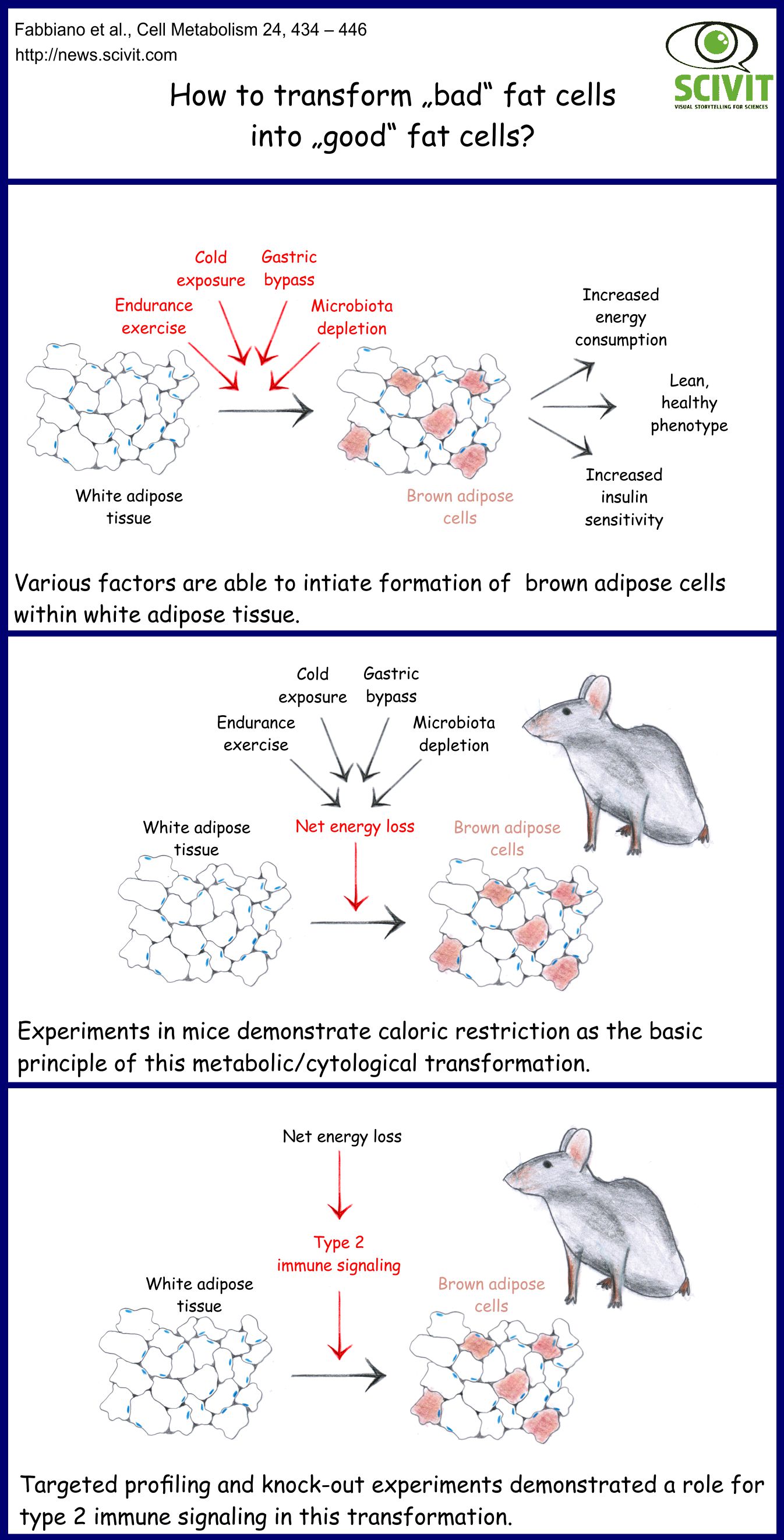 How to transform "bad" fat cells into "good" fat cells