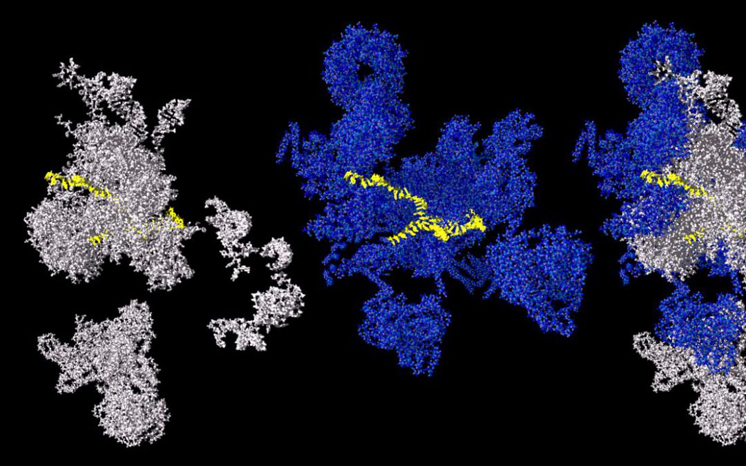 The Spliceosome – new insights into complex molecular machineries