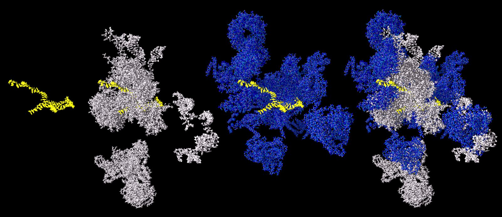 The Spliceosome – new insights into complex molecular machineries