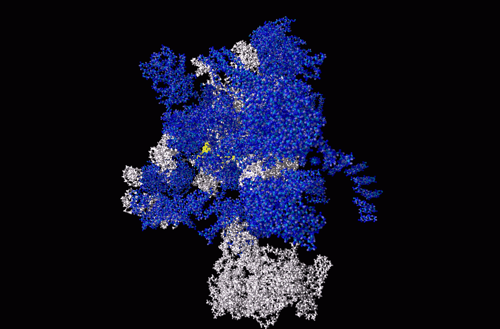 A spliceosome from Saccharomyces cerevisiae