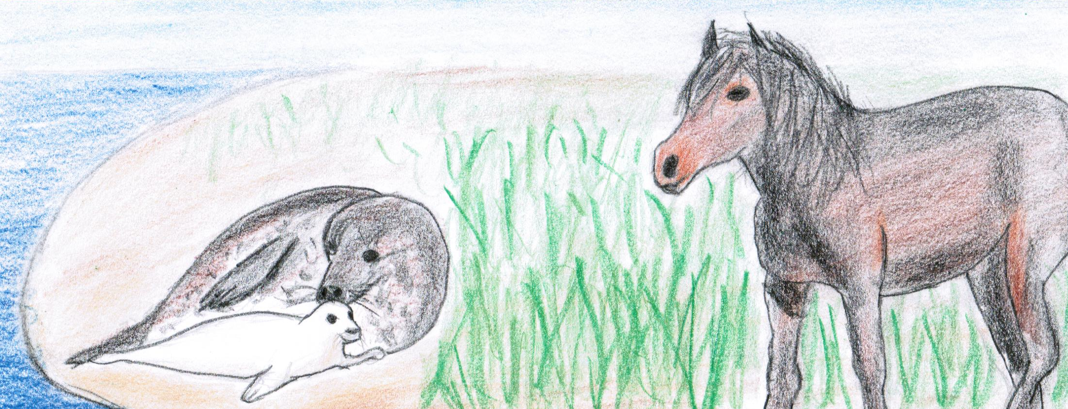 How can seals affect horses? - Scivit News