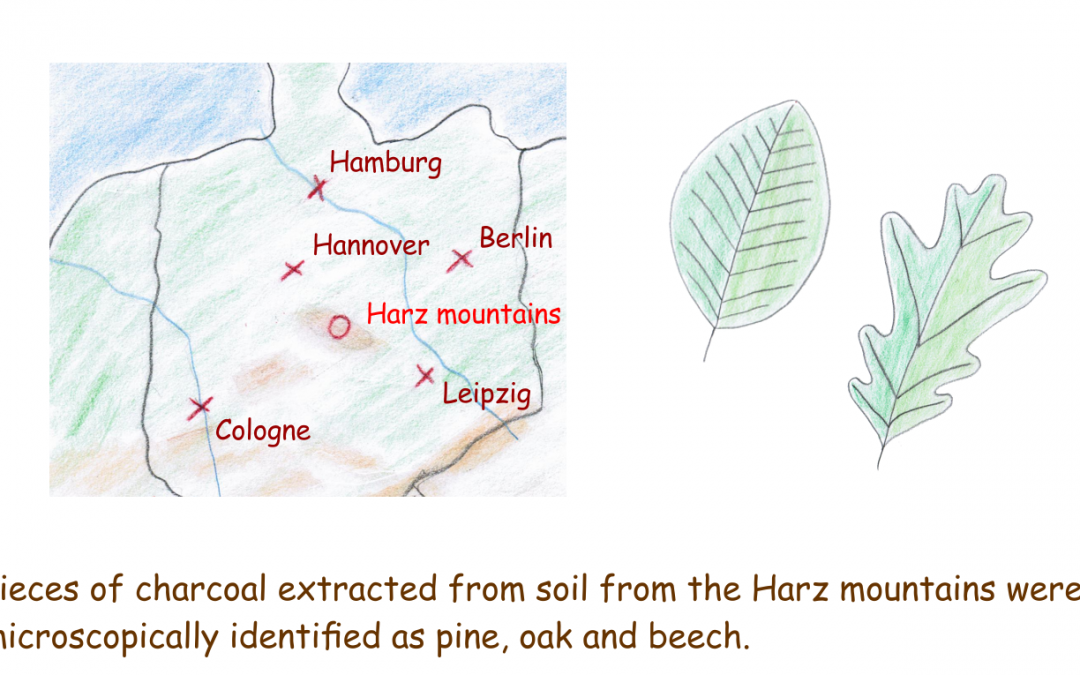 Trees in Central Europe during the last ice age