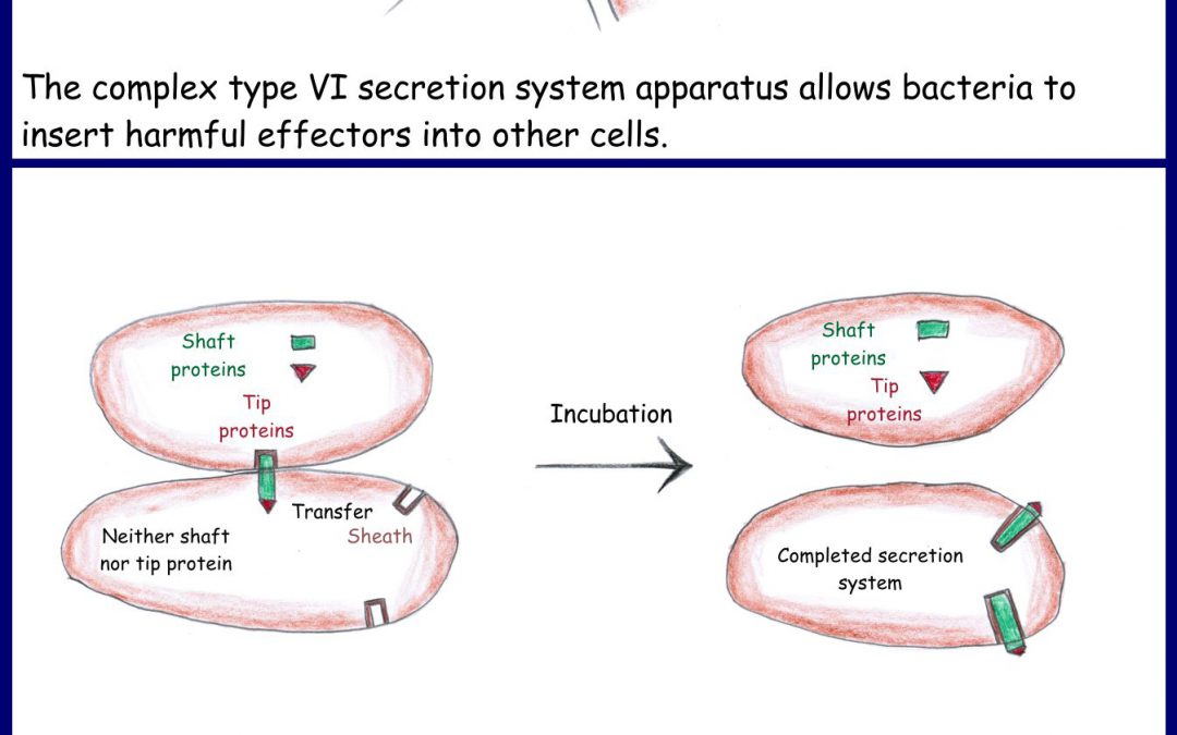 Bacterial cooperation in attacking competitors