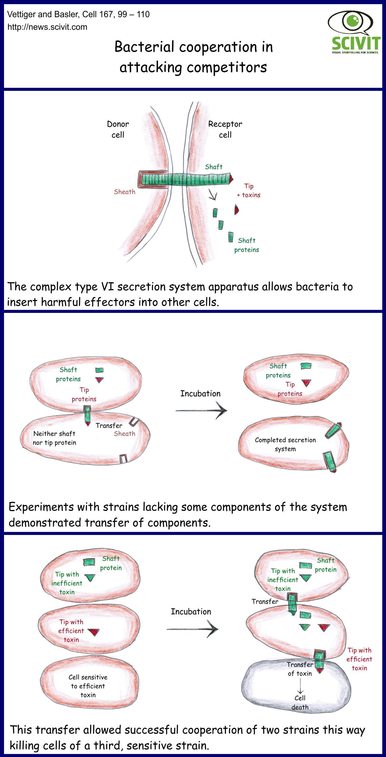 Bacterial cooperation in attacking competitors
