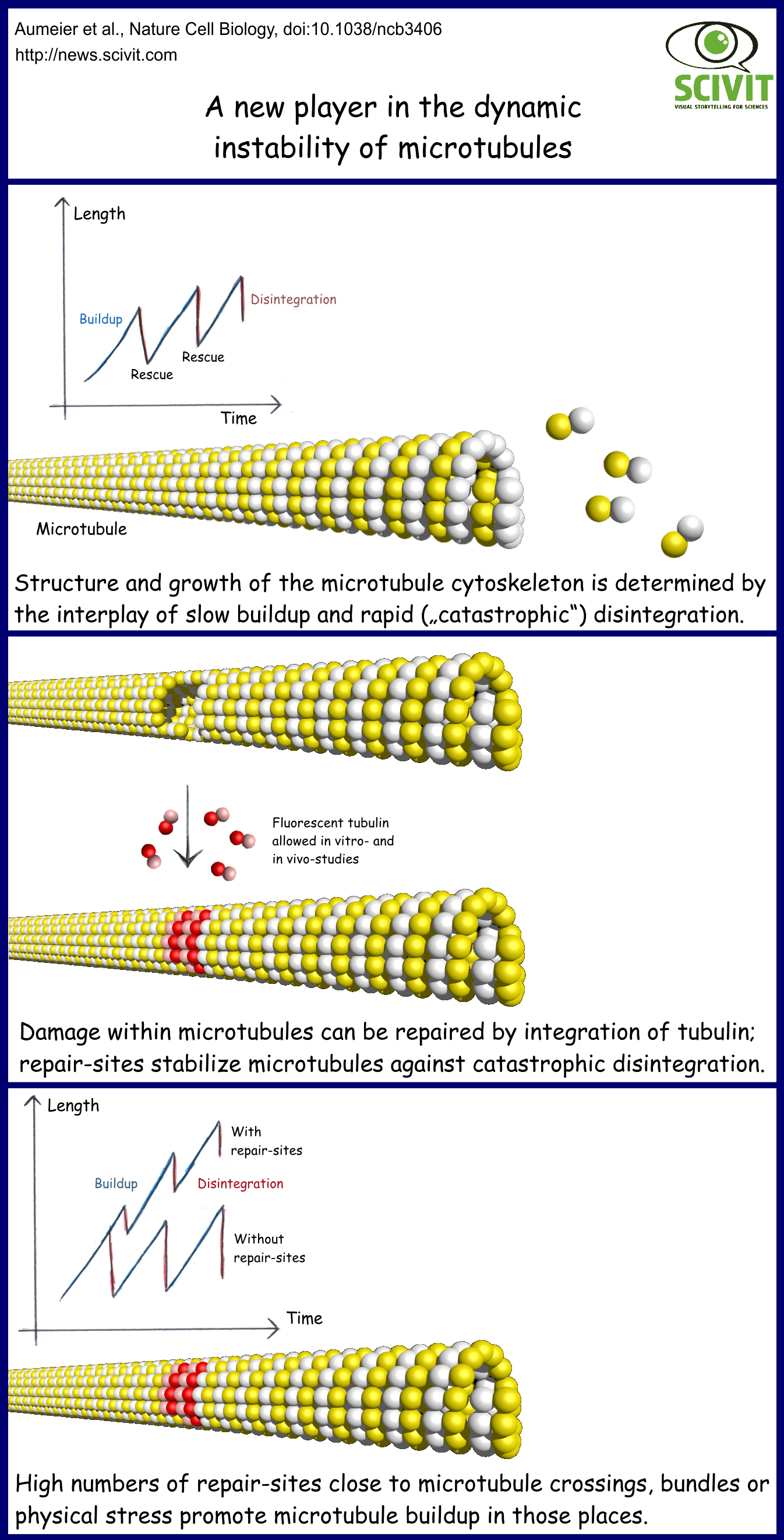 A new player in the dynamic instability of microtubules