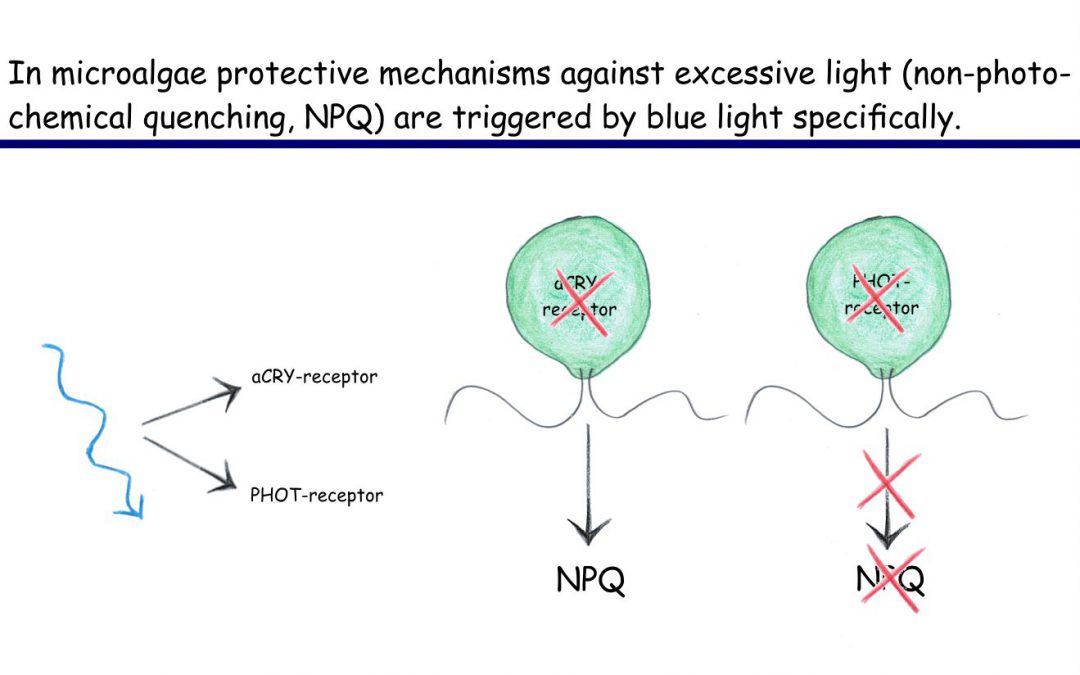 Excess light is signaled by blue light receptors in microalgae