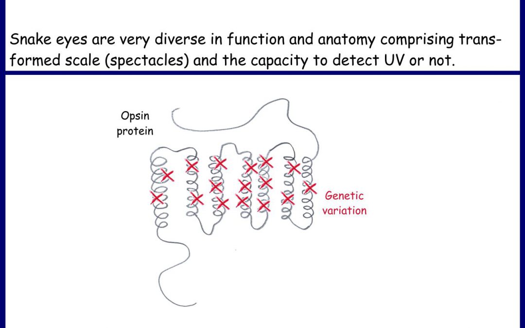 High diversity in snake vision