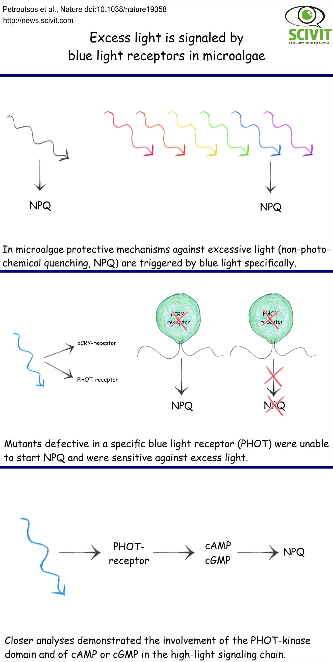 Excess light is signaled by blue light receptors in microalgae