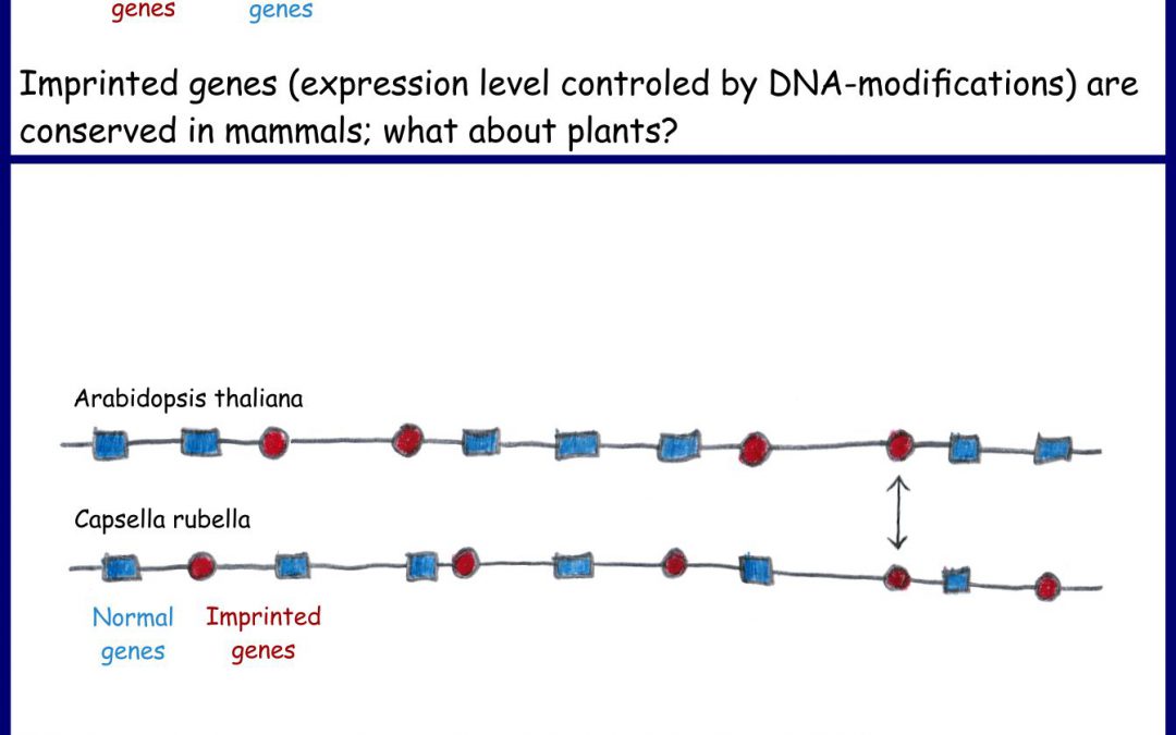 Rapid shifts in plant genomic imprinting