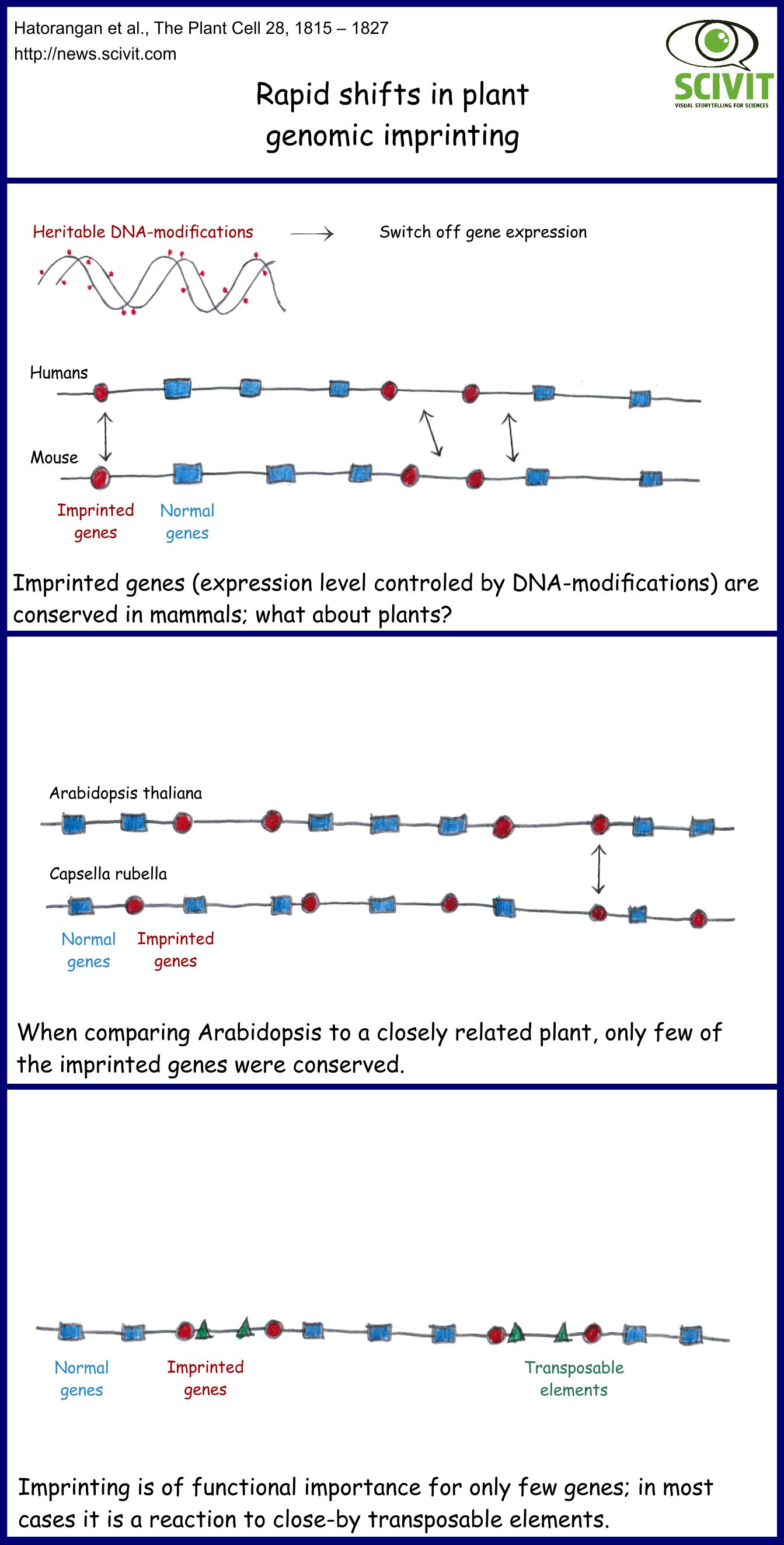 Rapid shifts in plant genomic imprinting