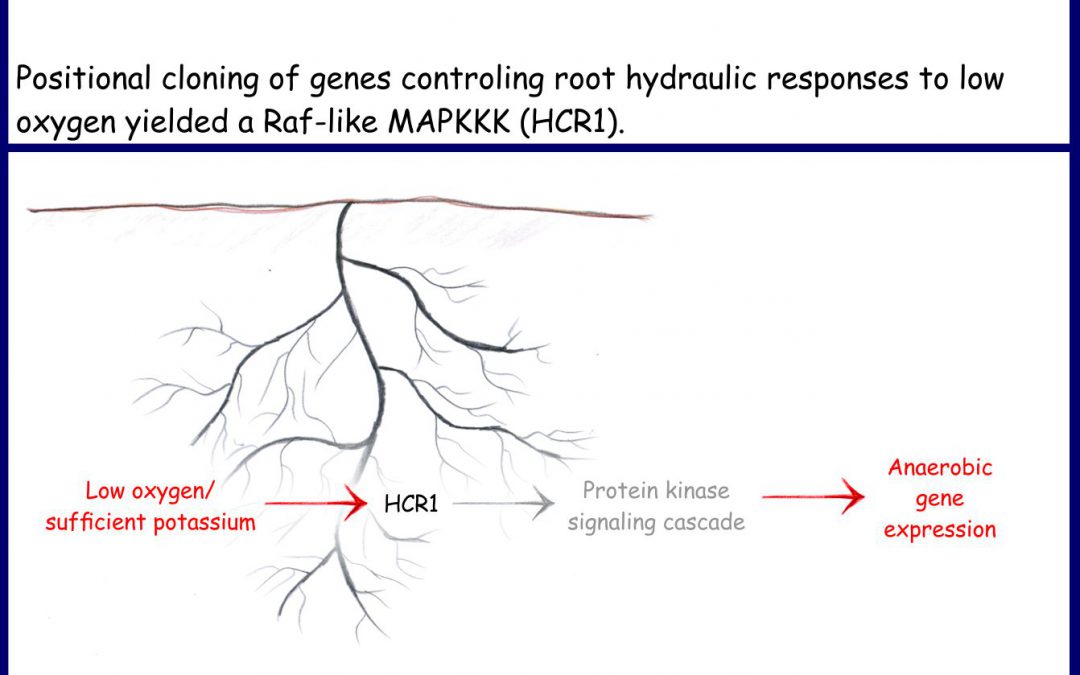 Plant root signaling in response to low oxygen