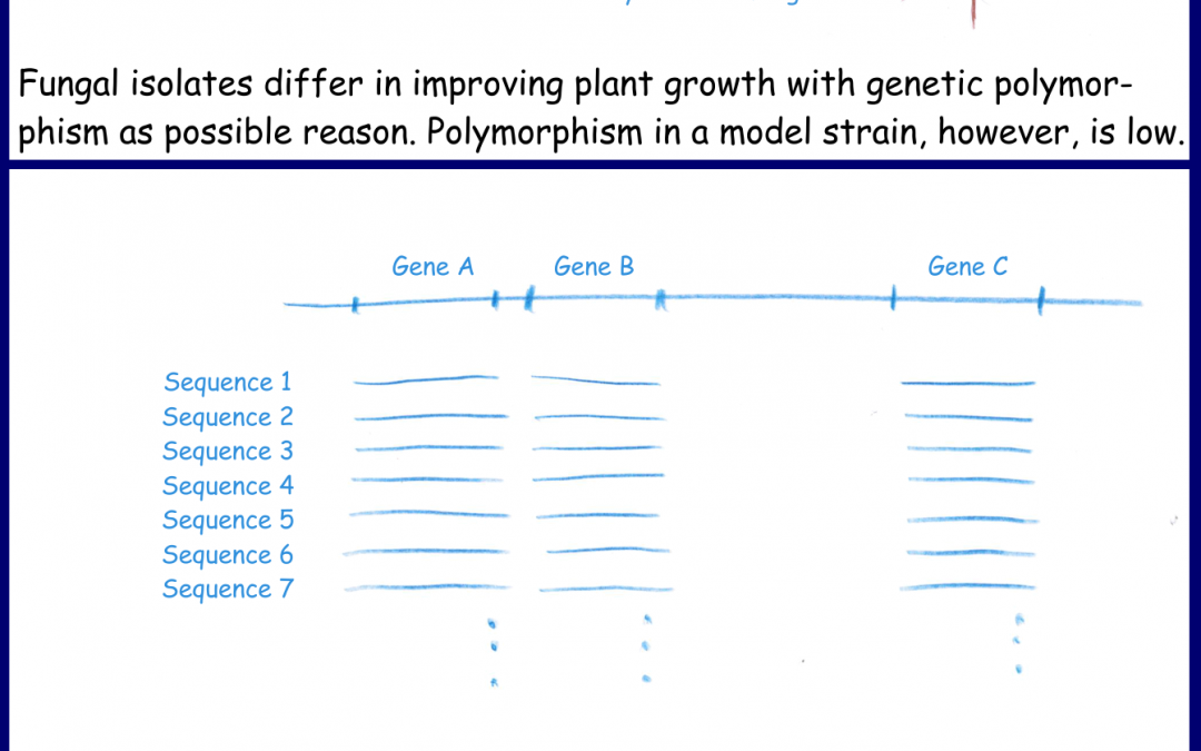 Arbuscular mycorrhizal fungi: Native strains are more polymorphic than the model