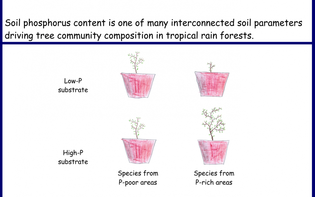 Soil phosphorus is affecting tree species composition in tropical rain forests