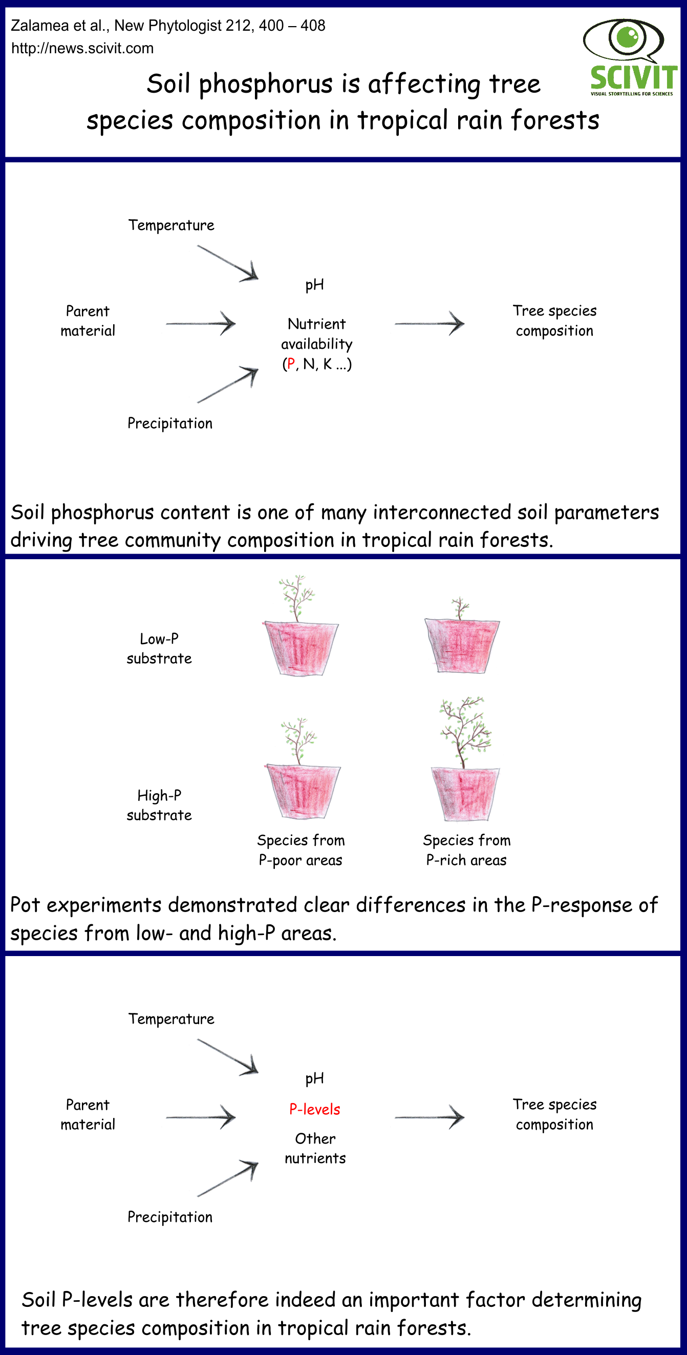 Soil phosphorus is affecting tree species composition in tropical rain forests