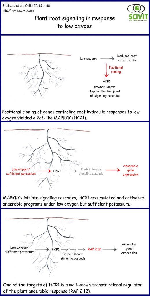 Plant Root Signaling In Response To Low Oxygen Scivit News plant-root-signaling-in-response-to-low-oxygen-scivit-news